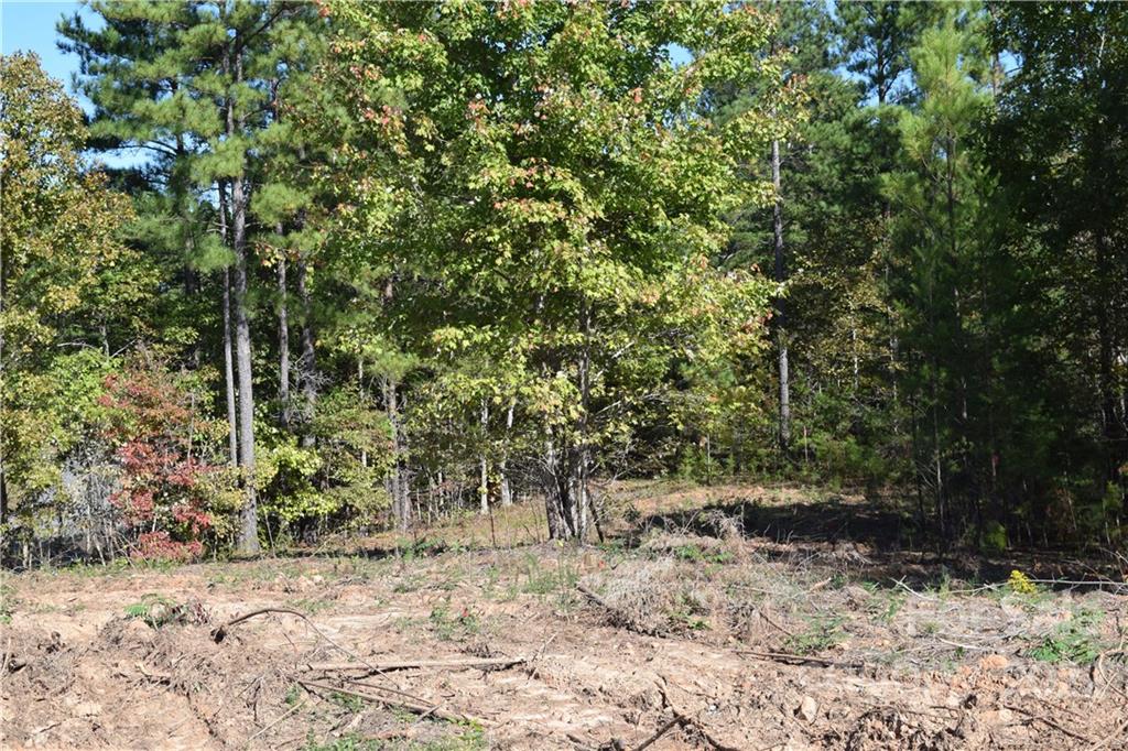 7 County Line Rd Mill Spring Rutherfordton, NC 28139 - Photo 4 of 4 a view of a forest filled with trees