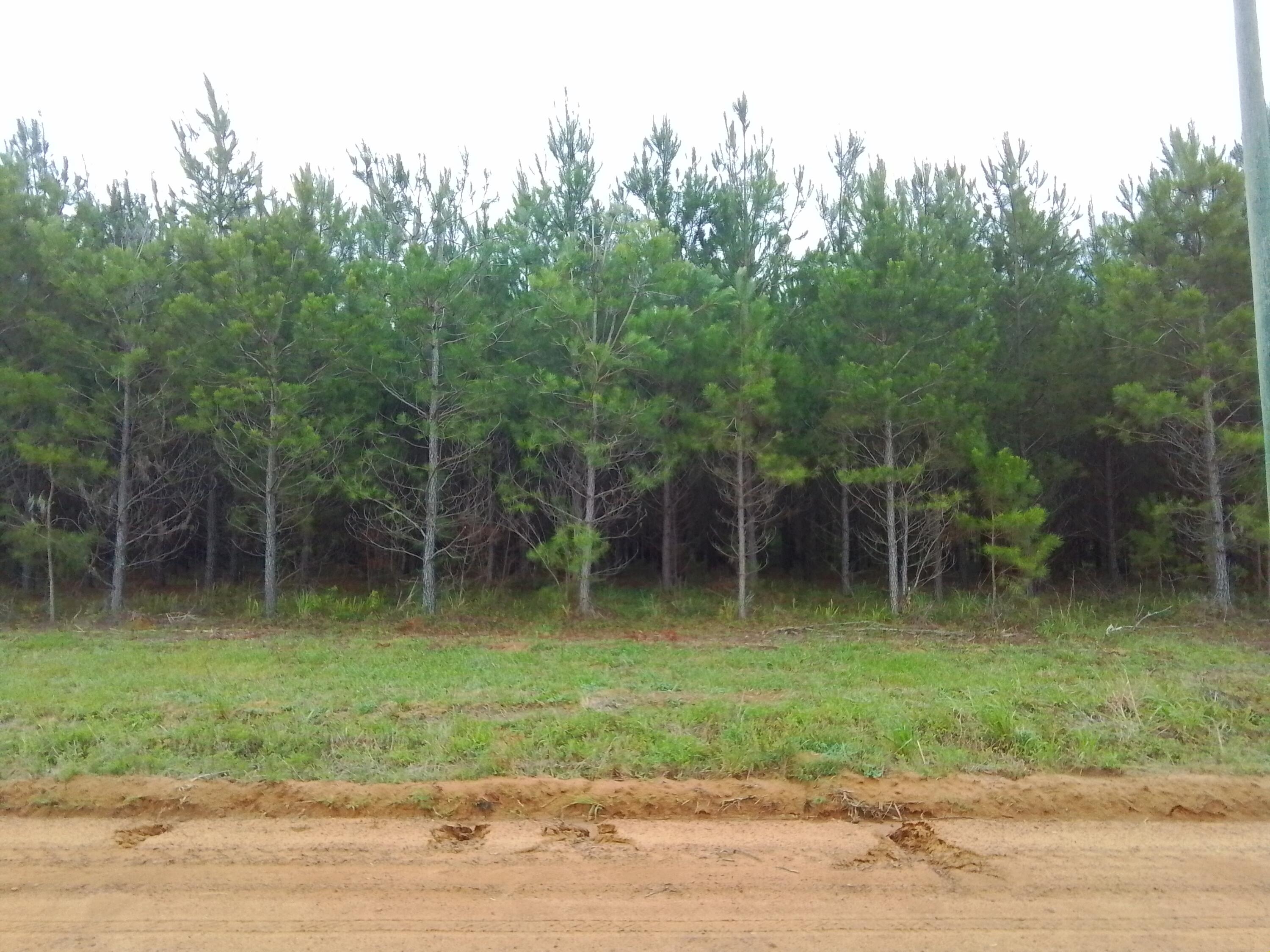 0 Carmichael Circle Cope, SC 29038 - Photo 3 of 5