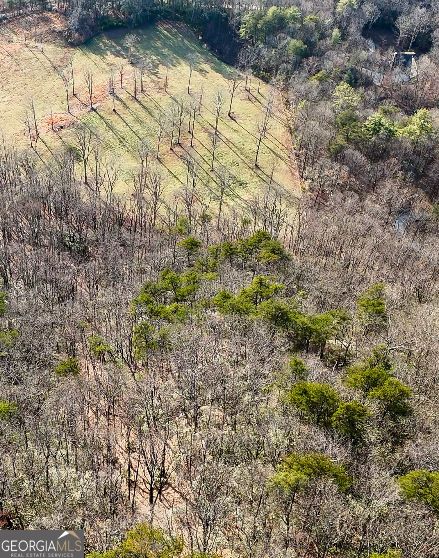 0 David Drive Tiger, GA 30576 - Photo 25 of 26 a view of a yard with plants