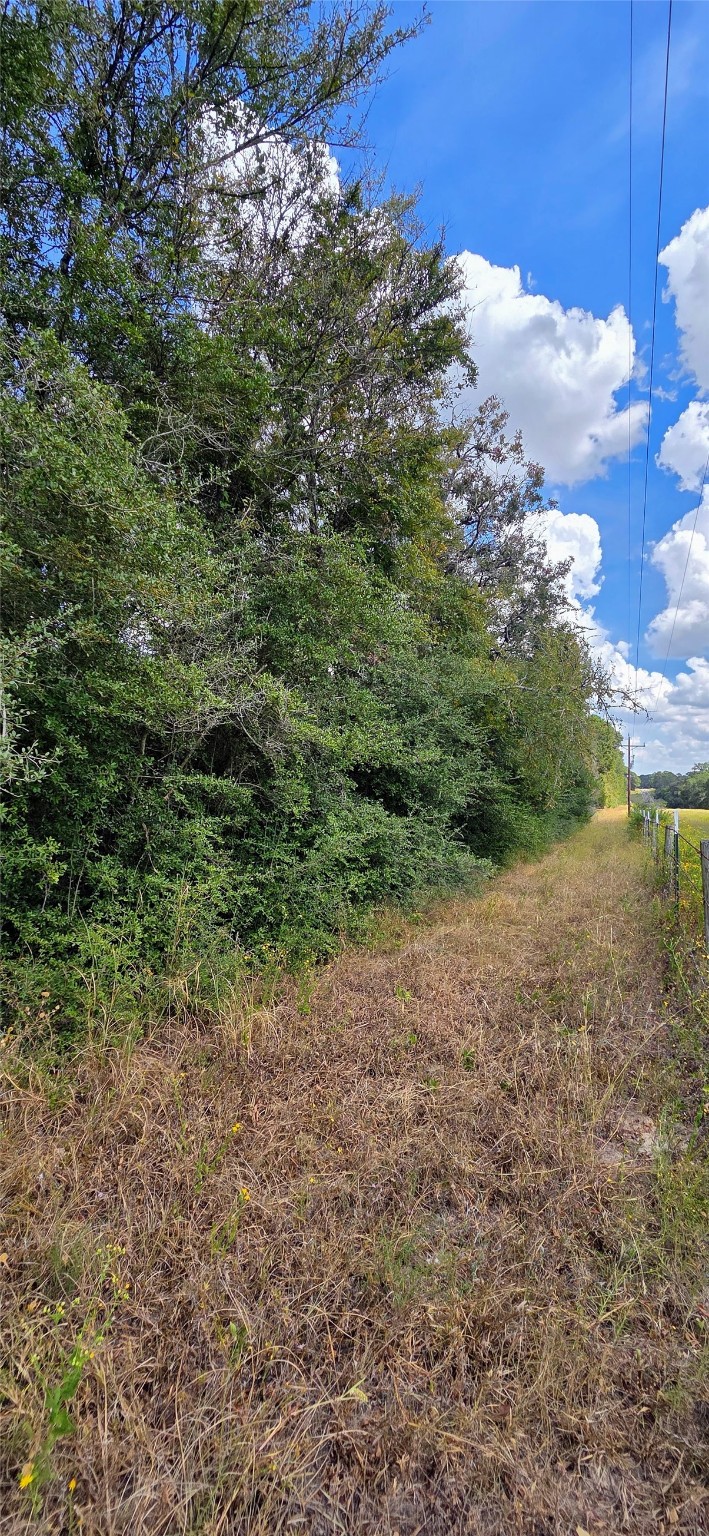 29699 Mcclellan Court West Hempstead, TX 77445 - Photo 14 of 18 a view of a yard with a tree