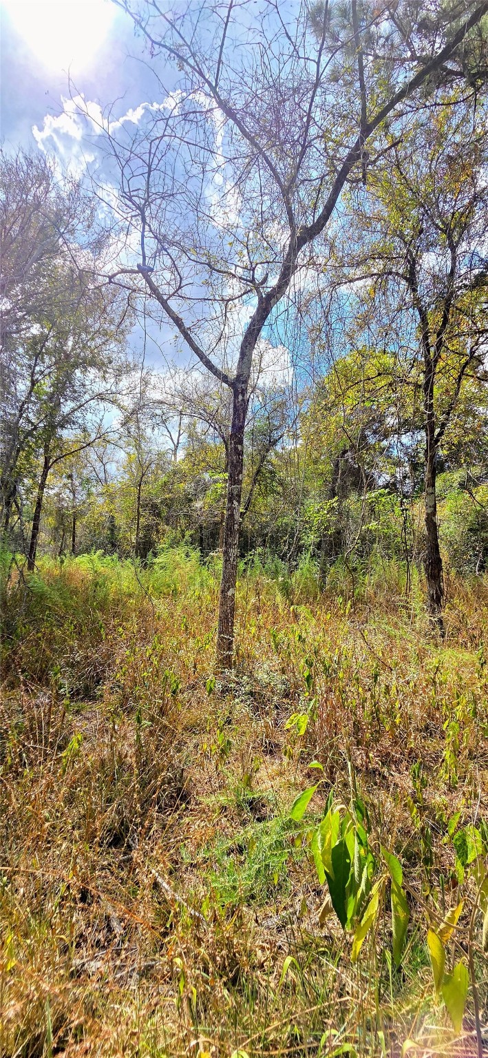 29699 Mcclellan Court West Hempstead, TX 77445 - Photo 5 of 18 a backyard of a building with large trees