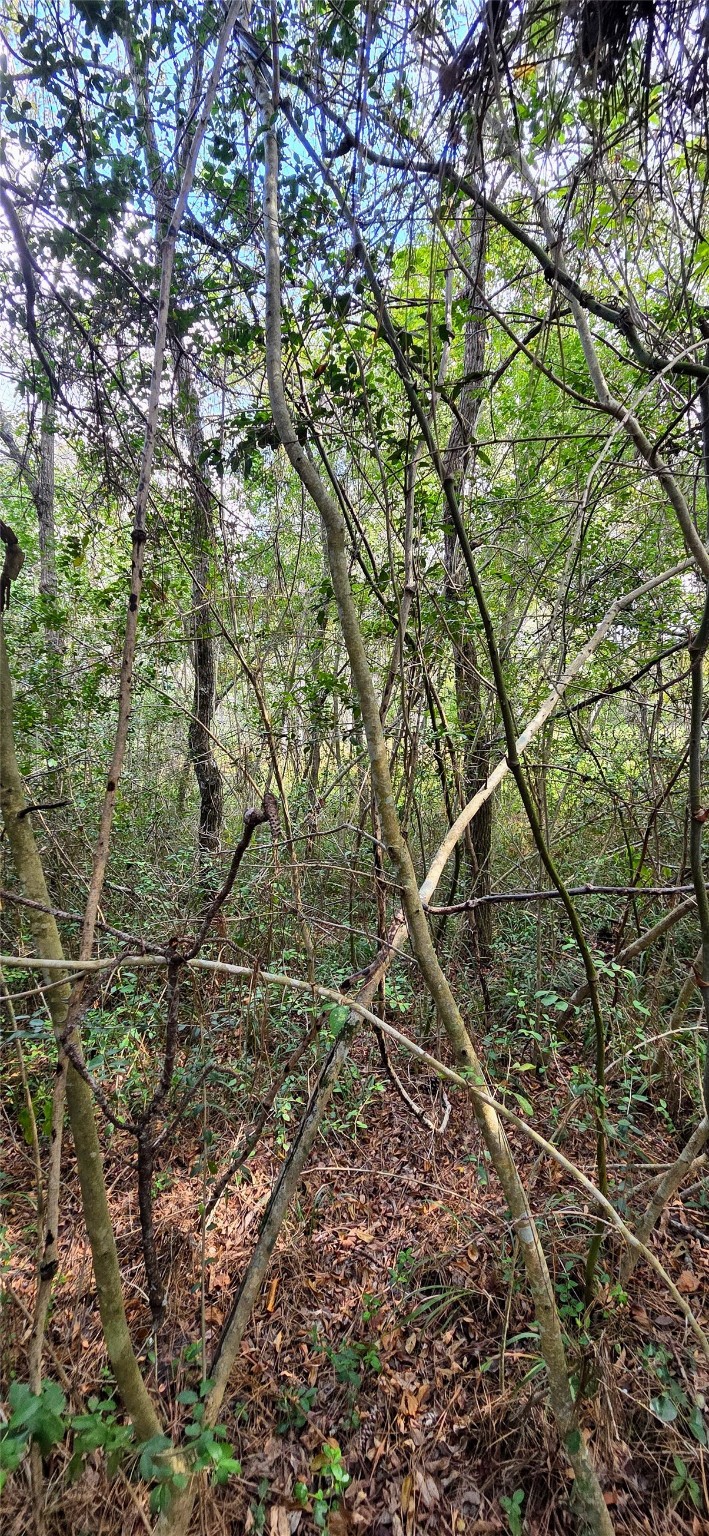 29699 Mcclellan Court West Hempstead, TX 77445 - Photo 7 of 18 a backyard of a house with lots of trees