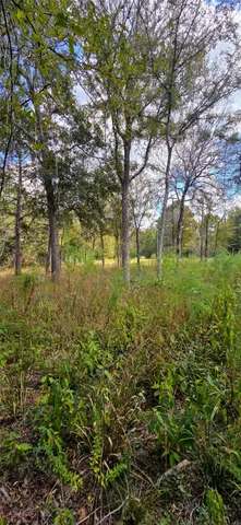 a view of a bunch of trees