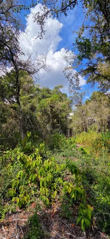 a view of a yard with plants