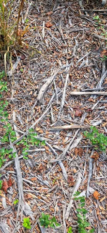 a view of a tree in a backyard