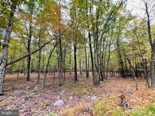 a view of outdoor space with lots of trees