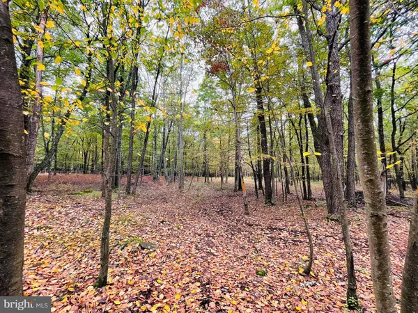 a view of a forest with trees