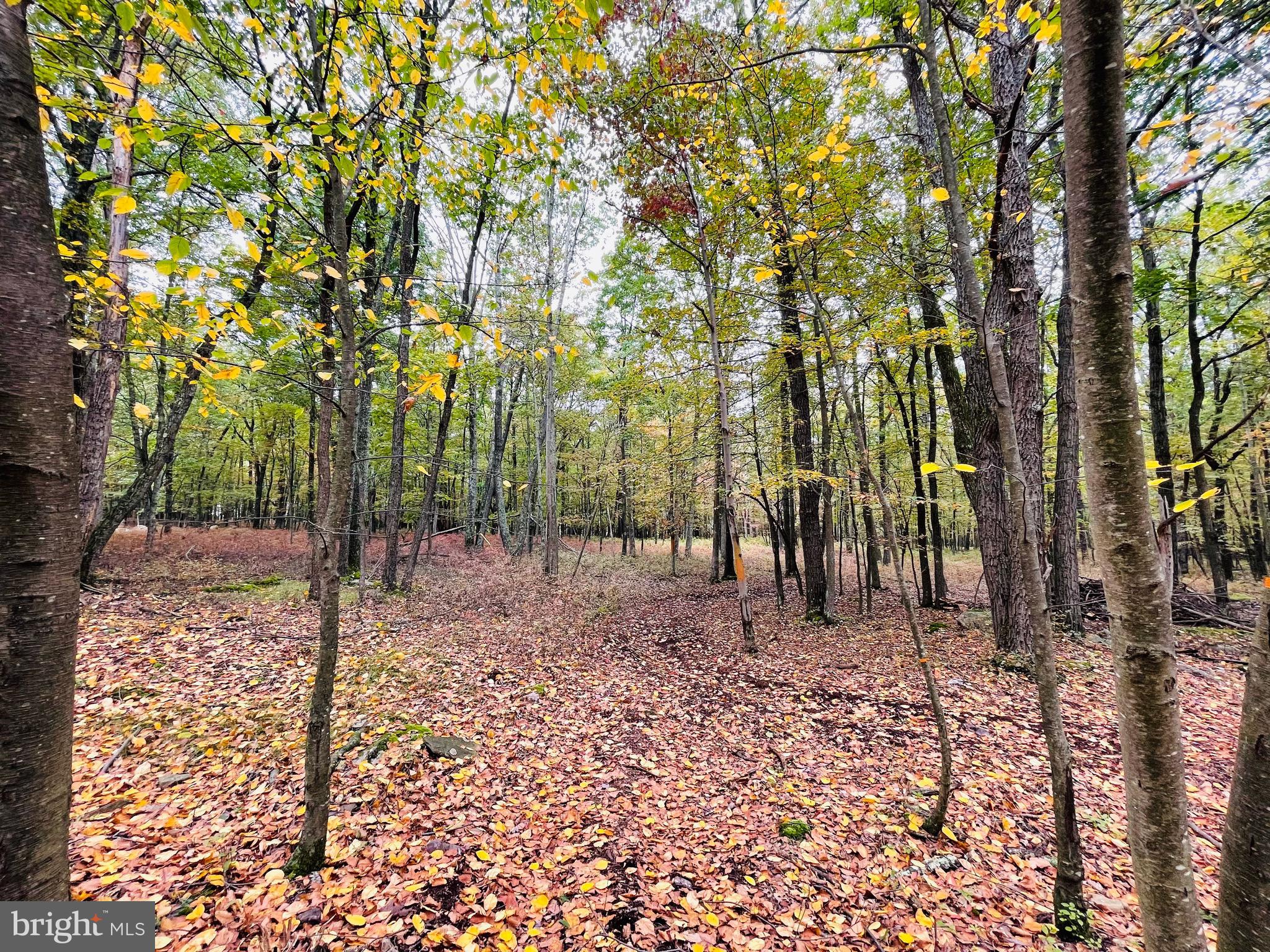 521 Hay Stack Drive Zion Grove, PA 17985 - Photo 3 of 21 a view of a forest with trees
