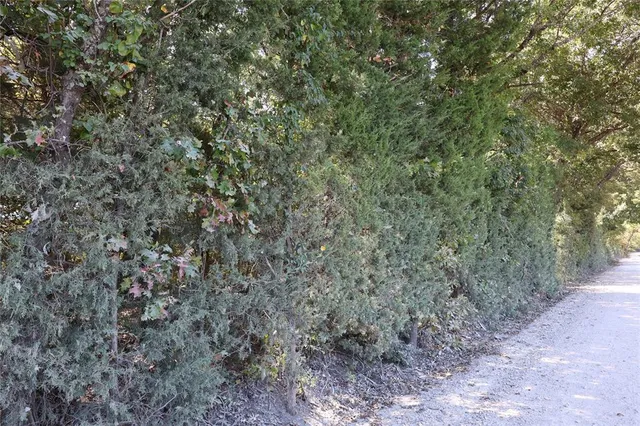 a view of a forest with large trees