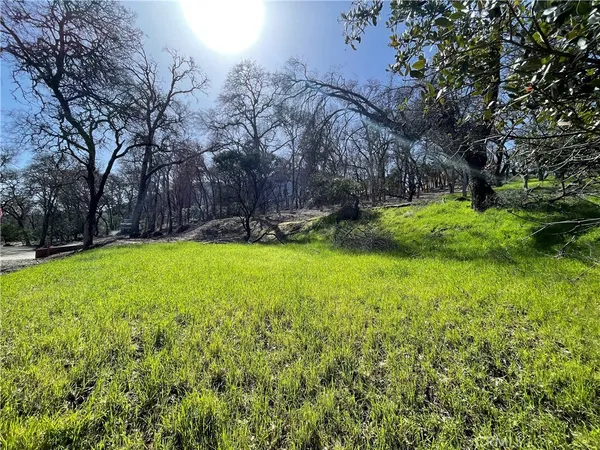 a view of a park with tree s