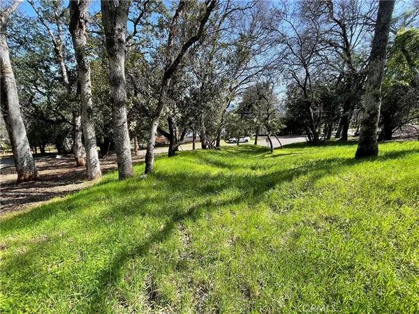 a view of a park with large trees