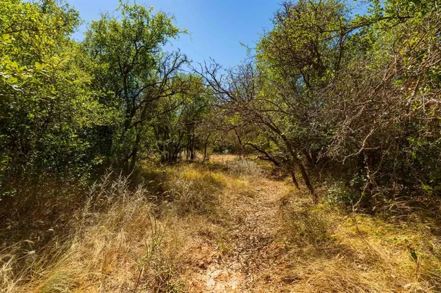 a view of a yard with a tree