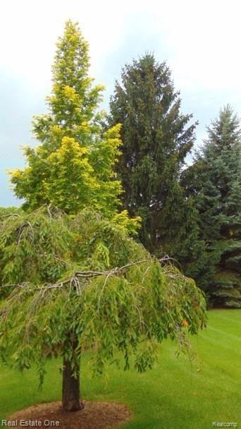 2407 Pleasant View Drive Rochester, MI 48306 - Photo 40 of 44 backyard.trees