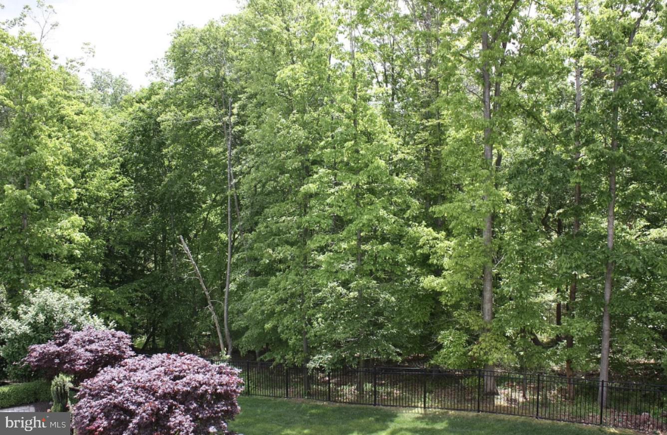 43295 Fieldsview Court Leesburg, VA 20176 - Photo 15 of 30 a view of a lush green forest