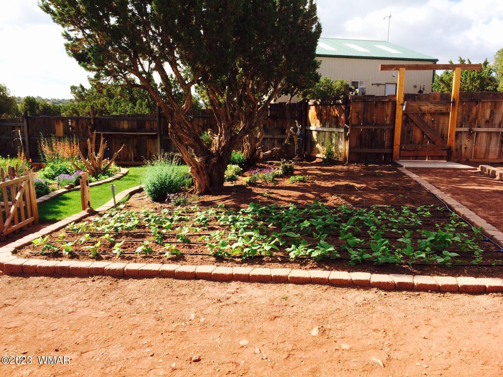27 County Road Concho, AZ 85924 - Photo 18 of 54 Garden
