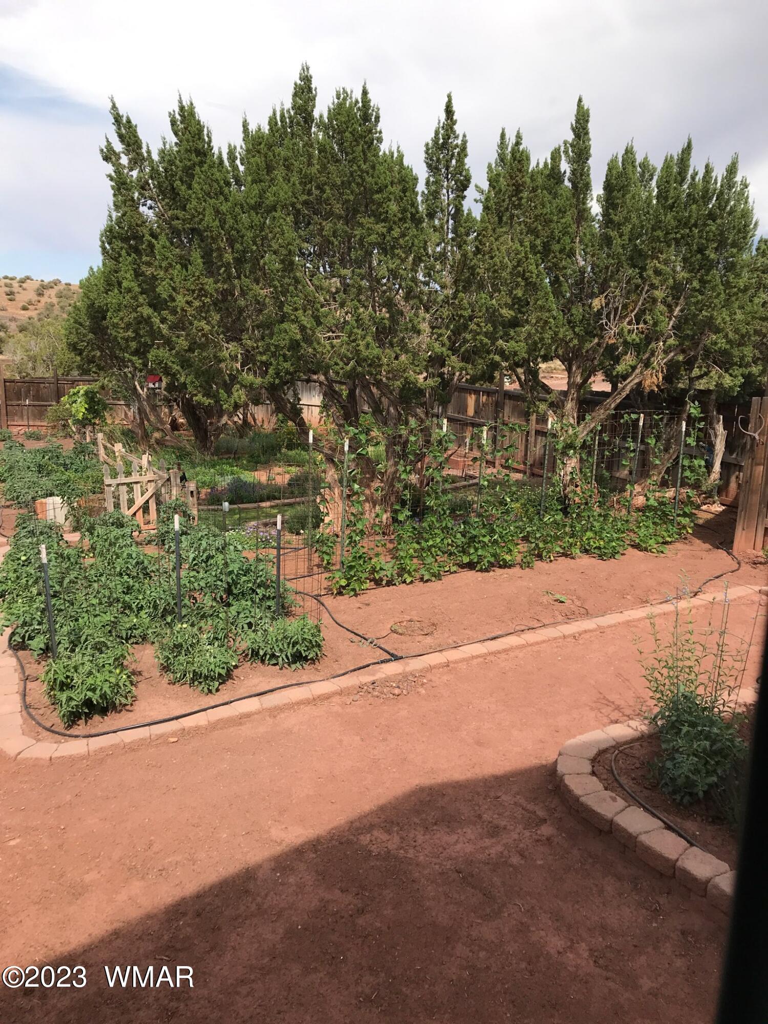27 County Road Concho, AZ 85924 - Photo 19 of 54 Garden
