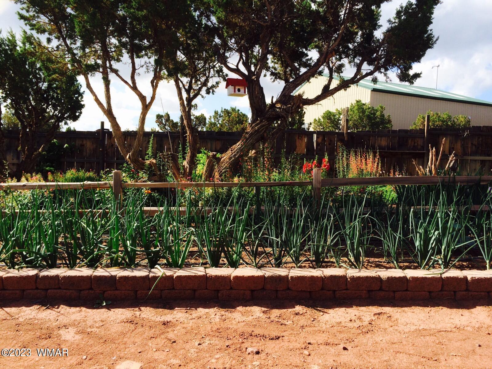27 County Road Concho, AZ 85924 - Photo 21 of 54 Garden
