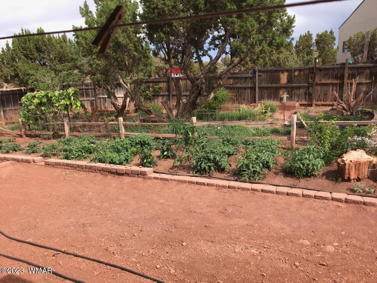27 County Road Concho, AZ 85924 - Photo 23 of 54 Garden