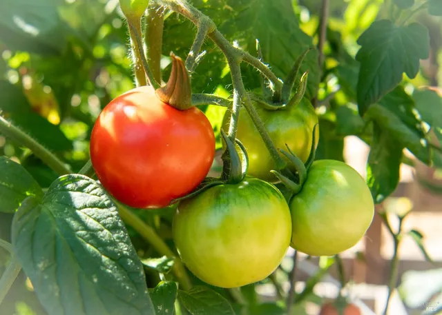 $925,000 | 176 Railroad Avenue, Woodacre, CA 94973