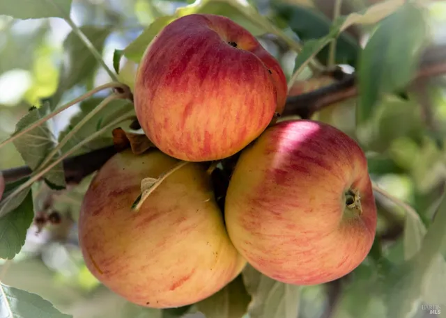 $925,000 | 176 Railroad Avenue, Woodacre, CA 94973