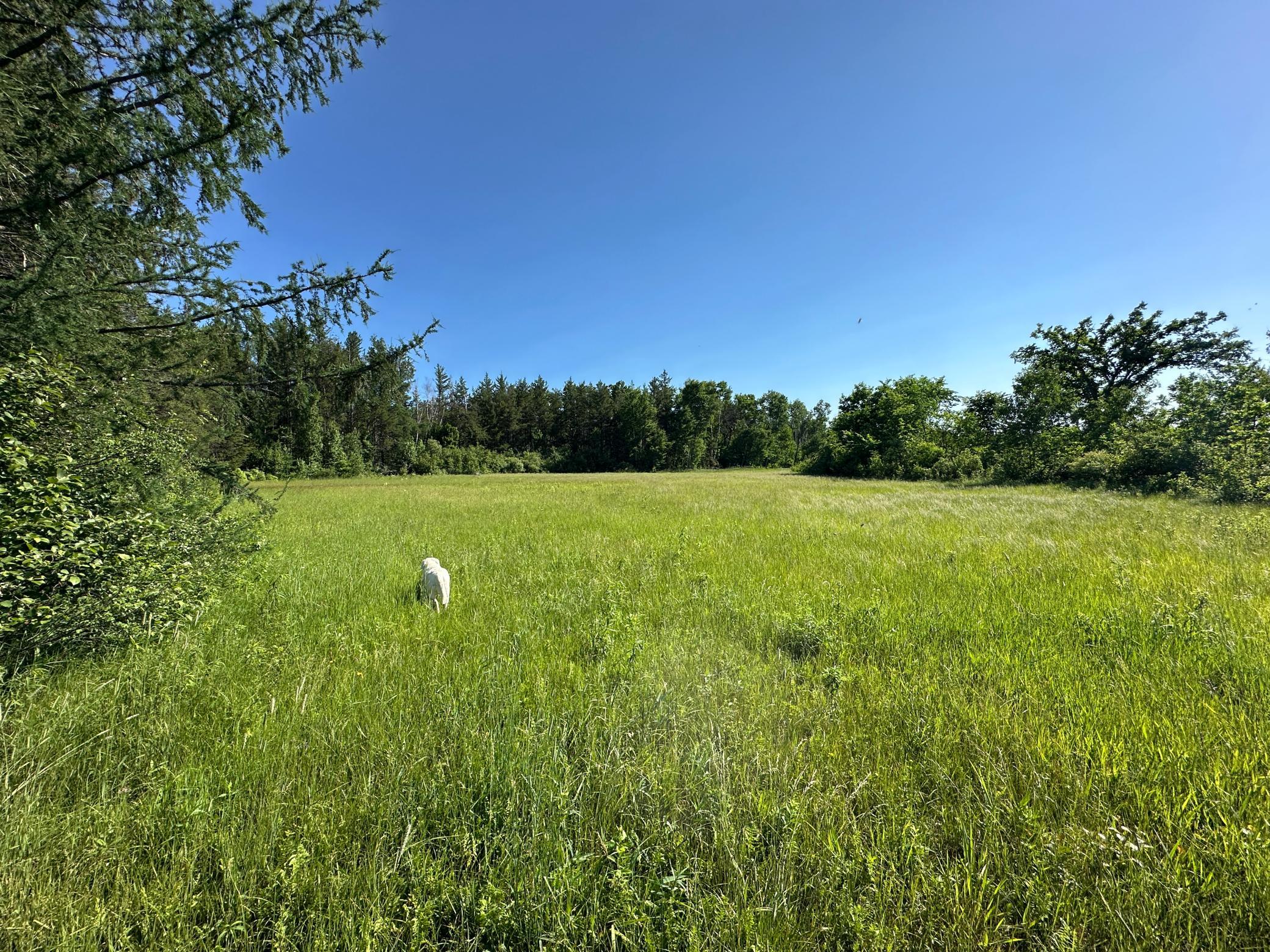 Tbd 205th Avenue Sebeka, MN 56477 - Photo 12 of 21