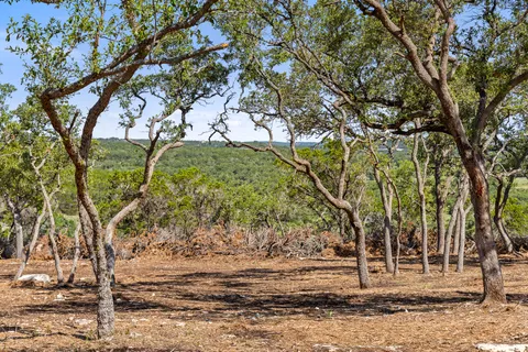 a view of a yard with plants and trees