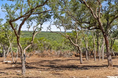 a view of a yard with plants and trees