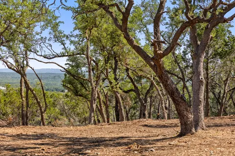 a view of a yard with trees