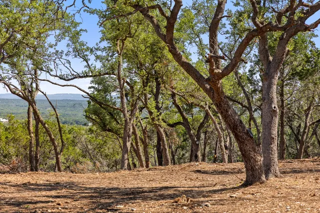 a view of a yard with trees