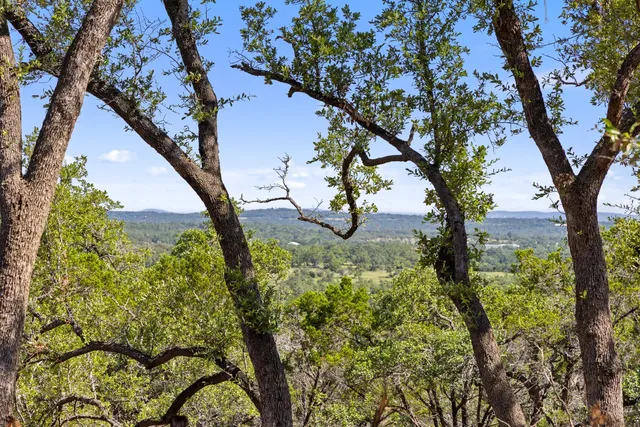 a view of a tree in the middle of a garden