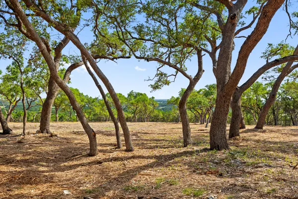 a view of tall trees with of trees