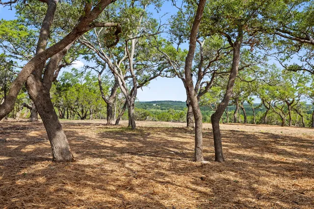 a view of a tree in the middle of a yard