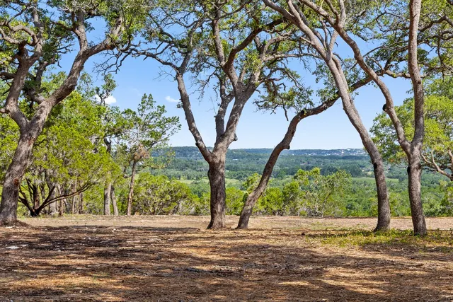 a view of a garden with plants and trees