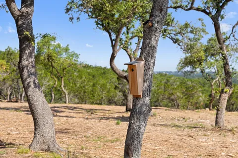 a view of a yard with large tree