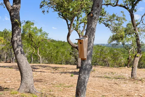 a view of a yard with large tree