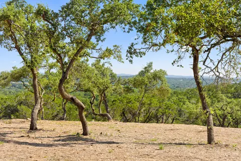 a view of a yard with trees