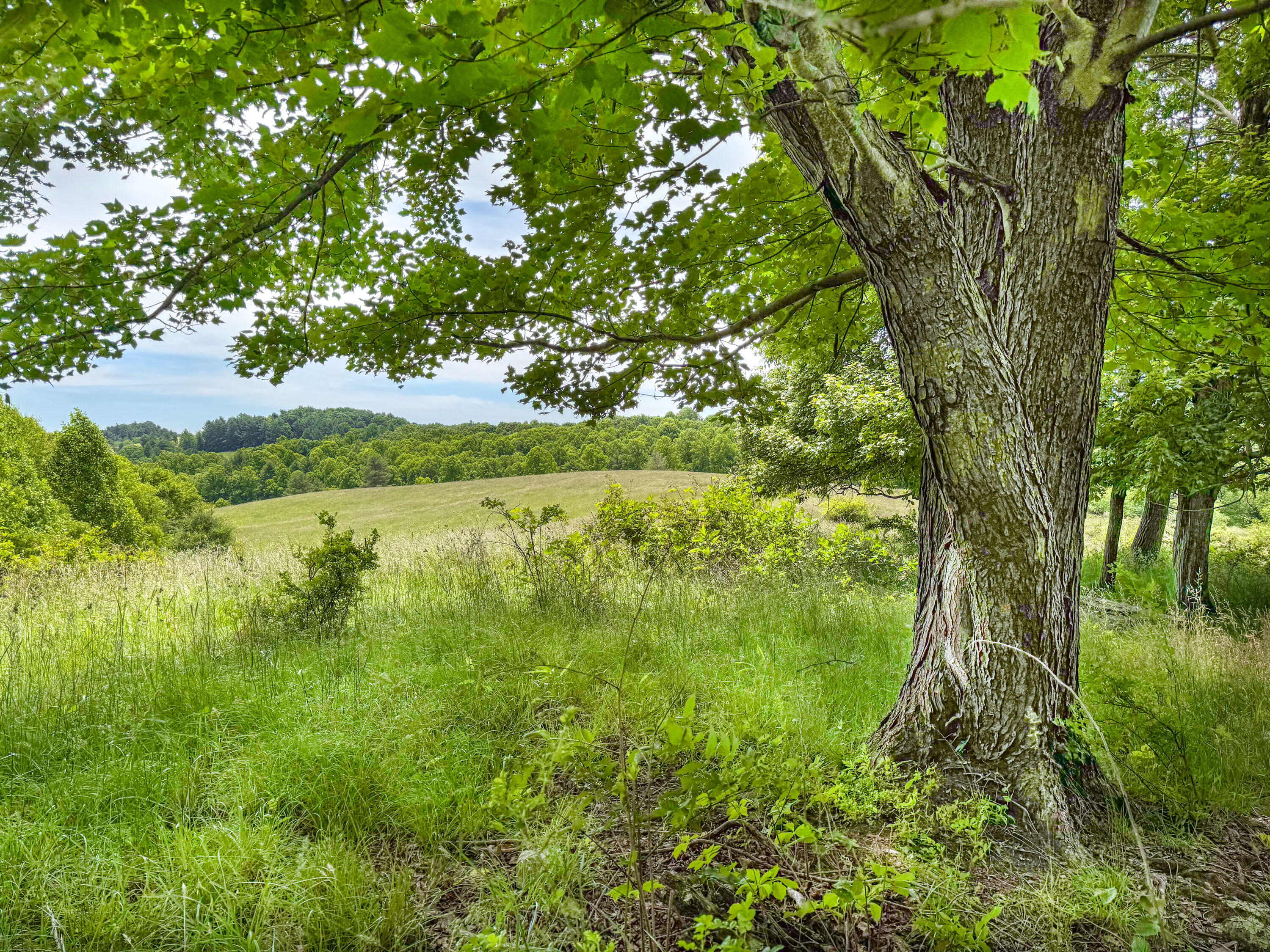 Lot 6 Sumpter Road Northwest Willis, VA 24380 - Photo 6 of 14 Lot-6-5