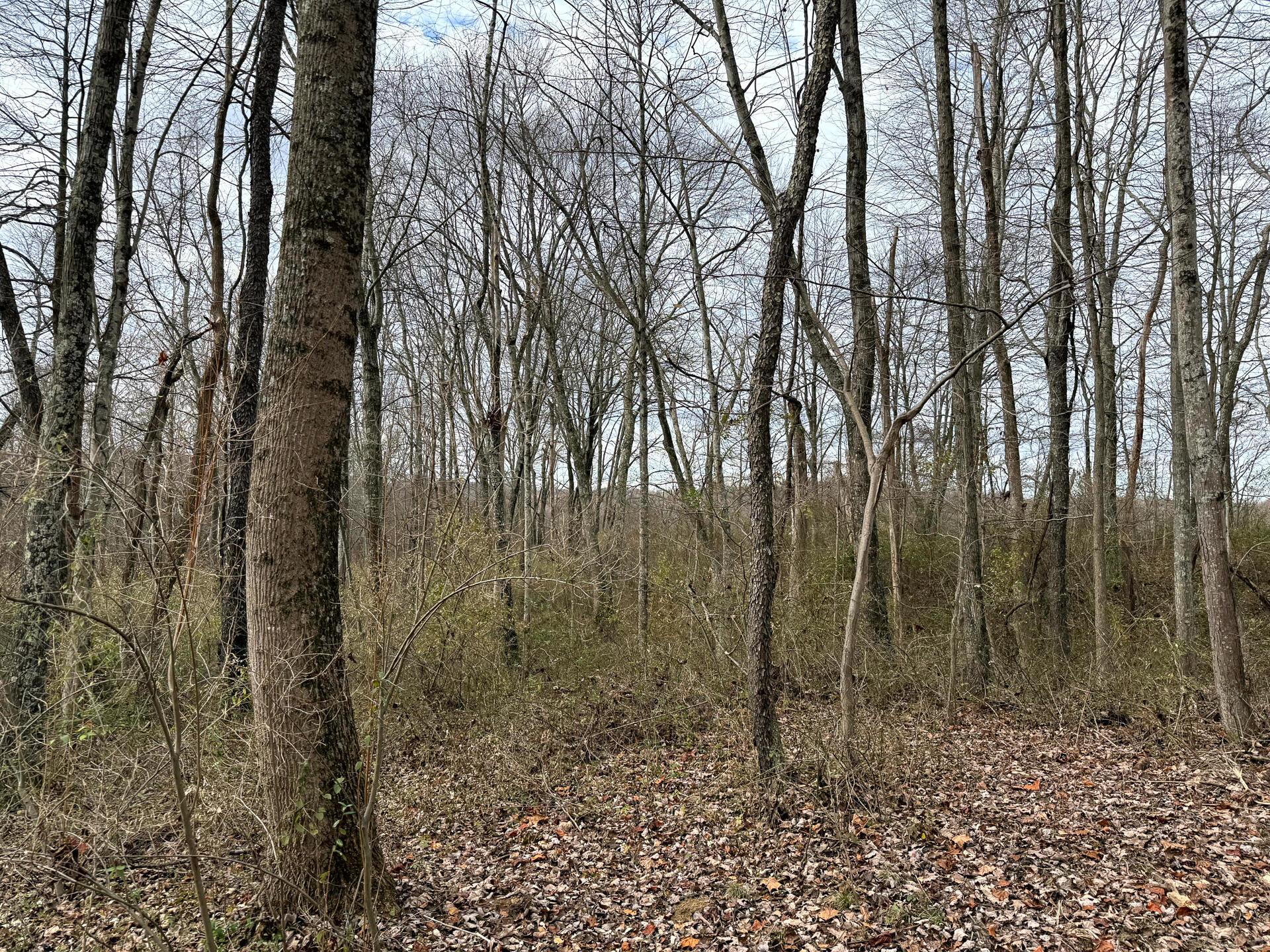 0 Dutch Ridge Road Southeast, Unit WOODS TURKEY RUN TRACT 1) New Lexington, OH 43764 - Photo 41 of 43 CT-42