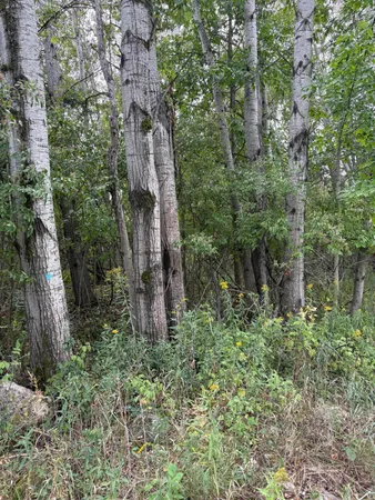 $5,000 | Coocpa Lake, Unit LOTS 455 456, Evart, MI 49631