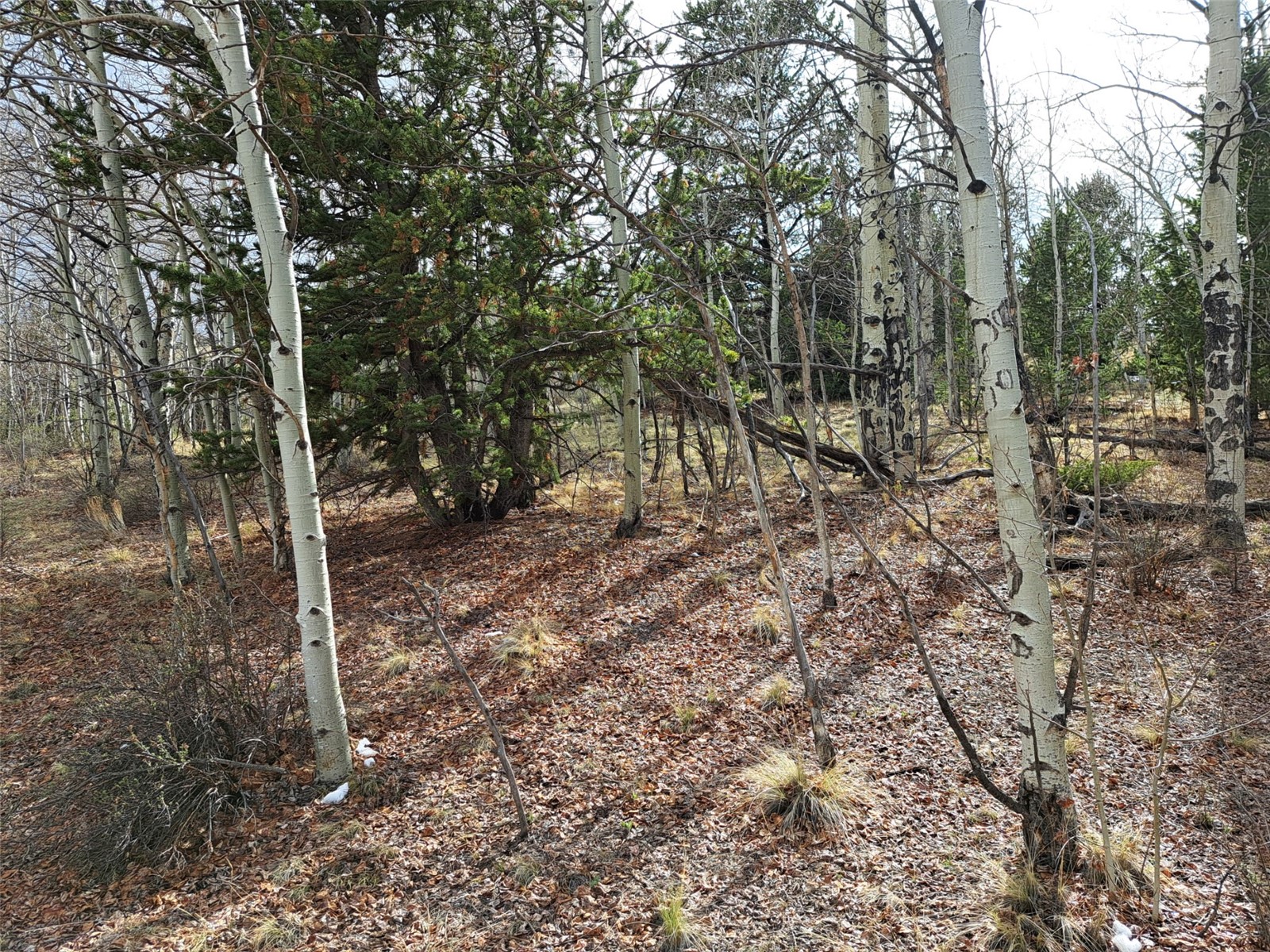 1411 Travois Road Como, CO 80456 - Photo 5 of 11 a view of a forest with trees