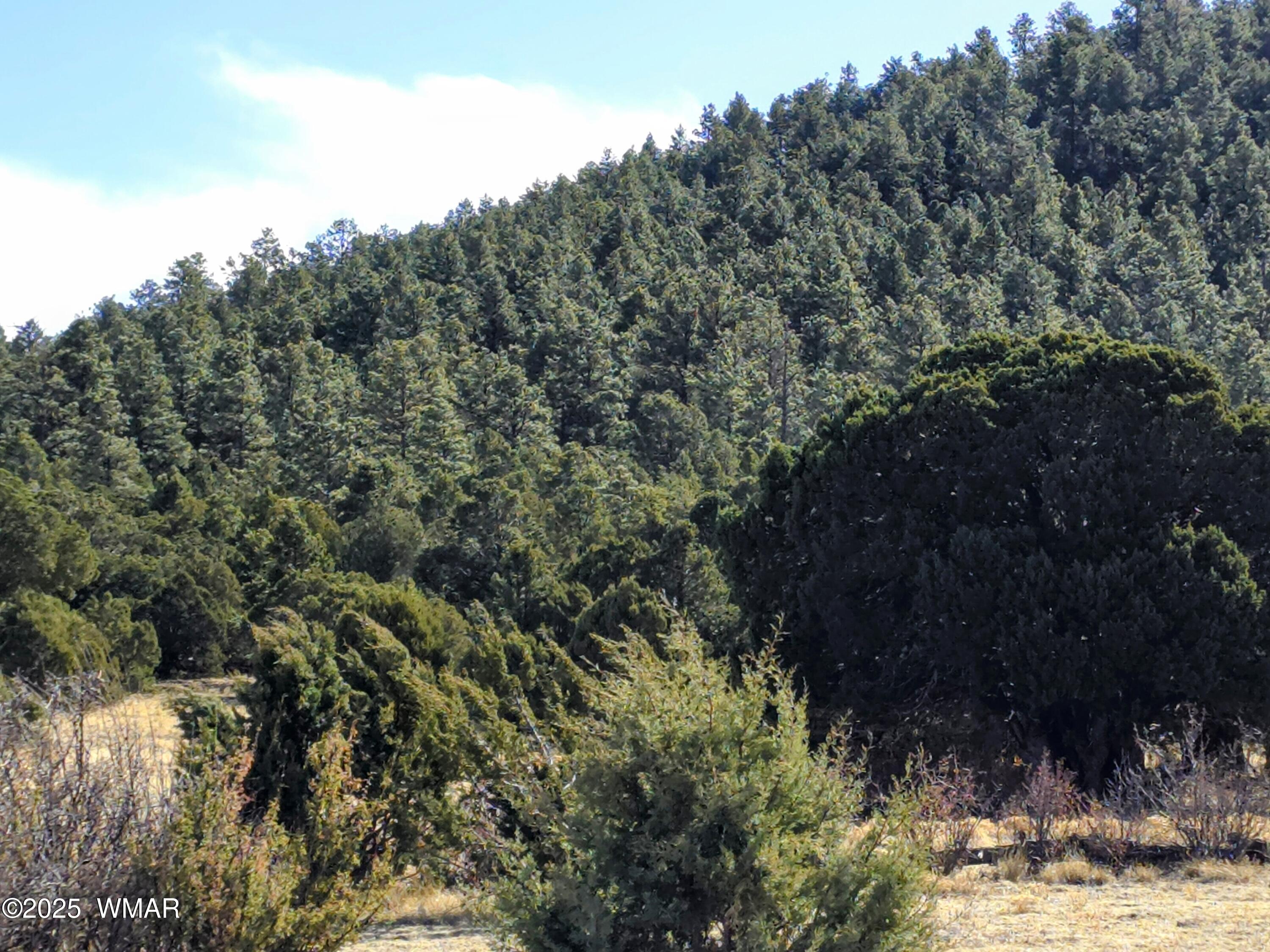 Lot 8 Red Cabin Ranch, Unit LOT8 Vernon, AZ 85940 - Photo 1 of 31 Lot 8 Red Cabin Ranch 35
