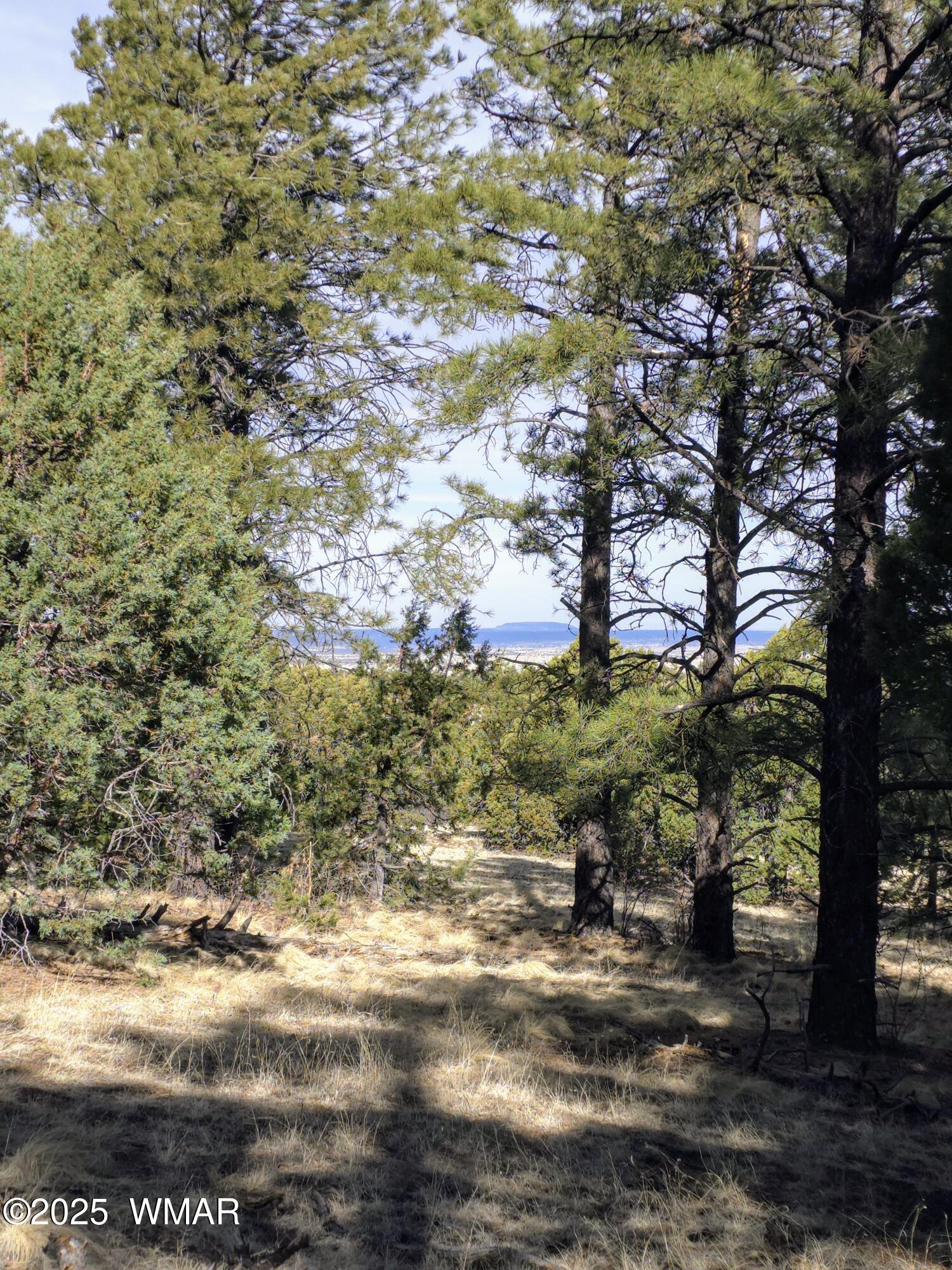 Lot 8 Red Cabin Ranch, Unit LOT8 Vernon, AZ 85940 - Photo 11 of 31 Lot 8 Red Cabin Ranch 19