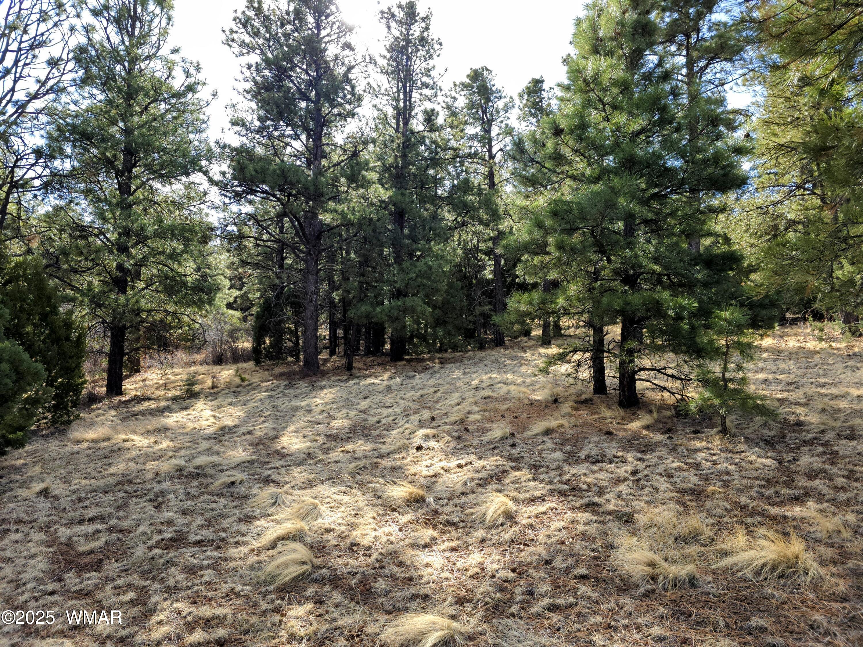 Lot 8 Red Cabin Ranch, Unit LOT8 Vernon, AZ 85940 - Photo 15 of 31 Lot 8 Red Cabin Ranch 11