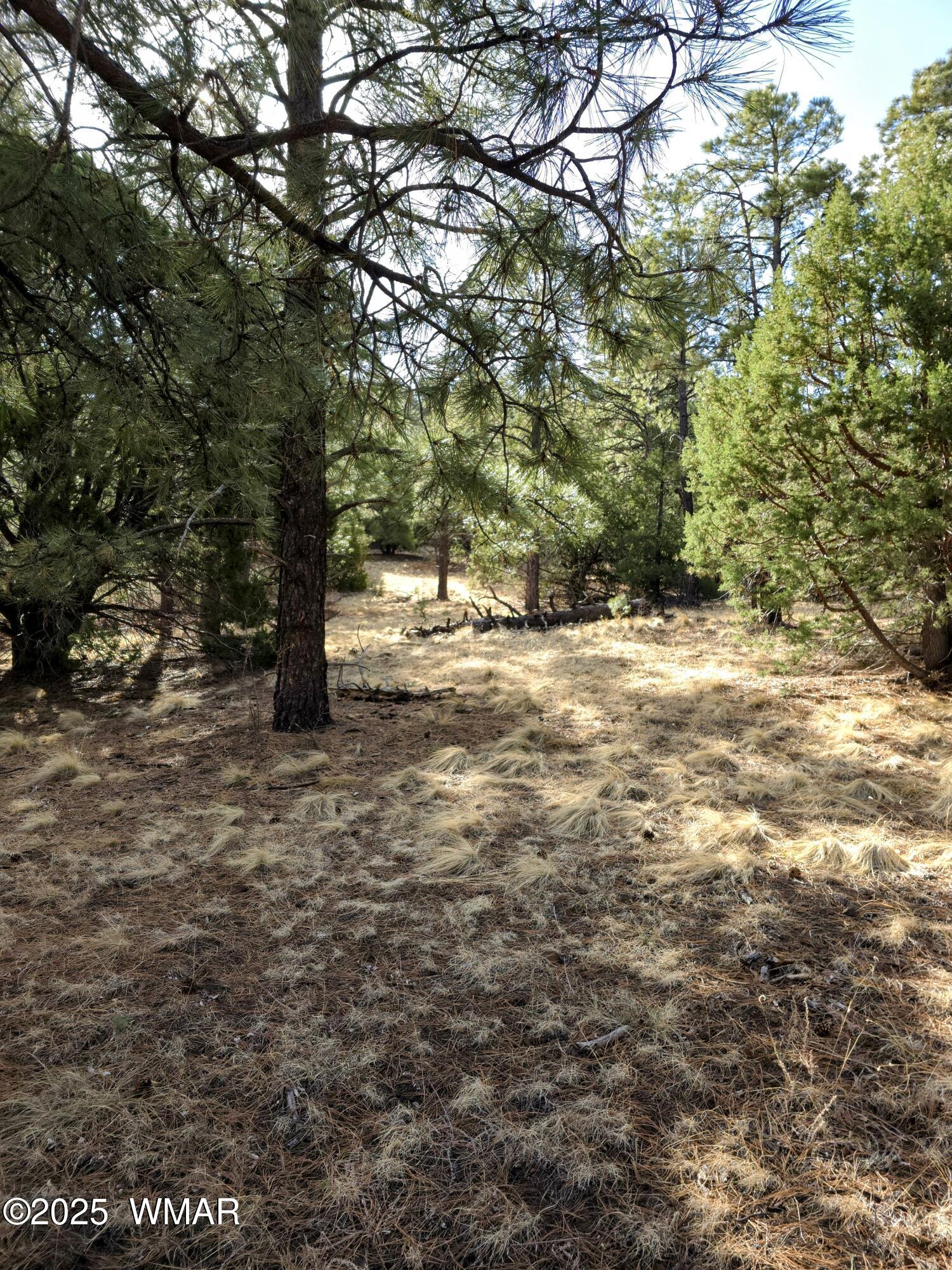 Lot 8 Red Cabin Ranch, Unit LOT8 Vernon, AZ 85940 - Photo 16 of 31 Lot 8 Red Cabin Ranch 13