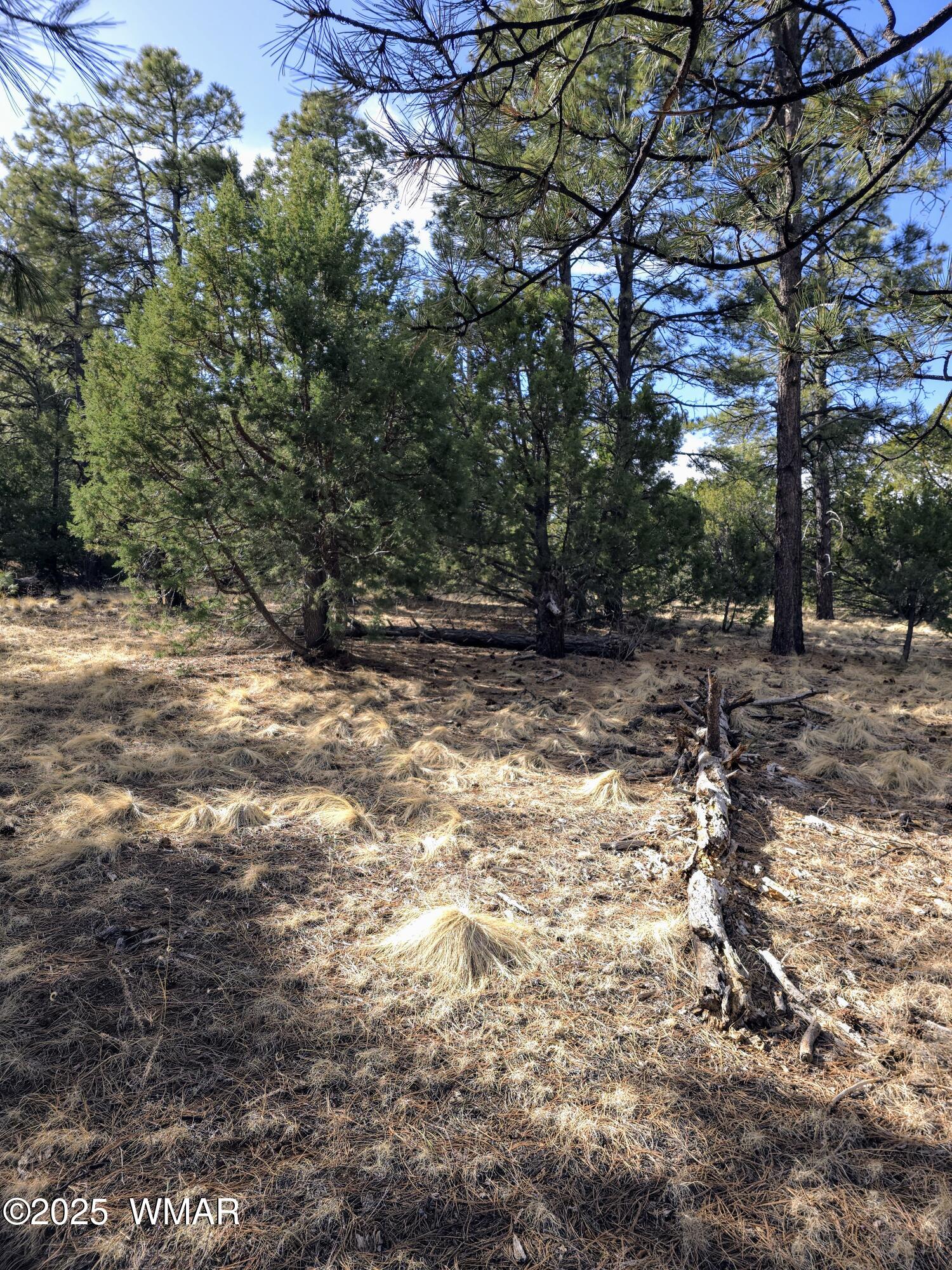 Lot 8 Red Cabin Ranch, Unit LOT8 Vernon, AZ 85940 - Photo 17 of 31 Lot 8 Red Cabin Ranch 14