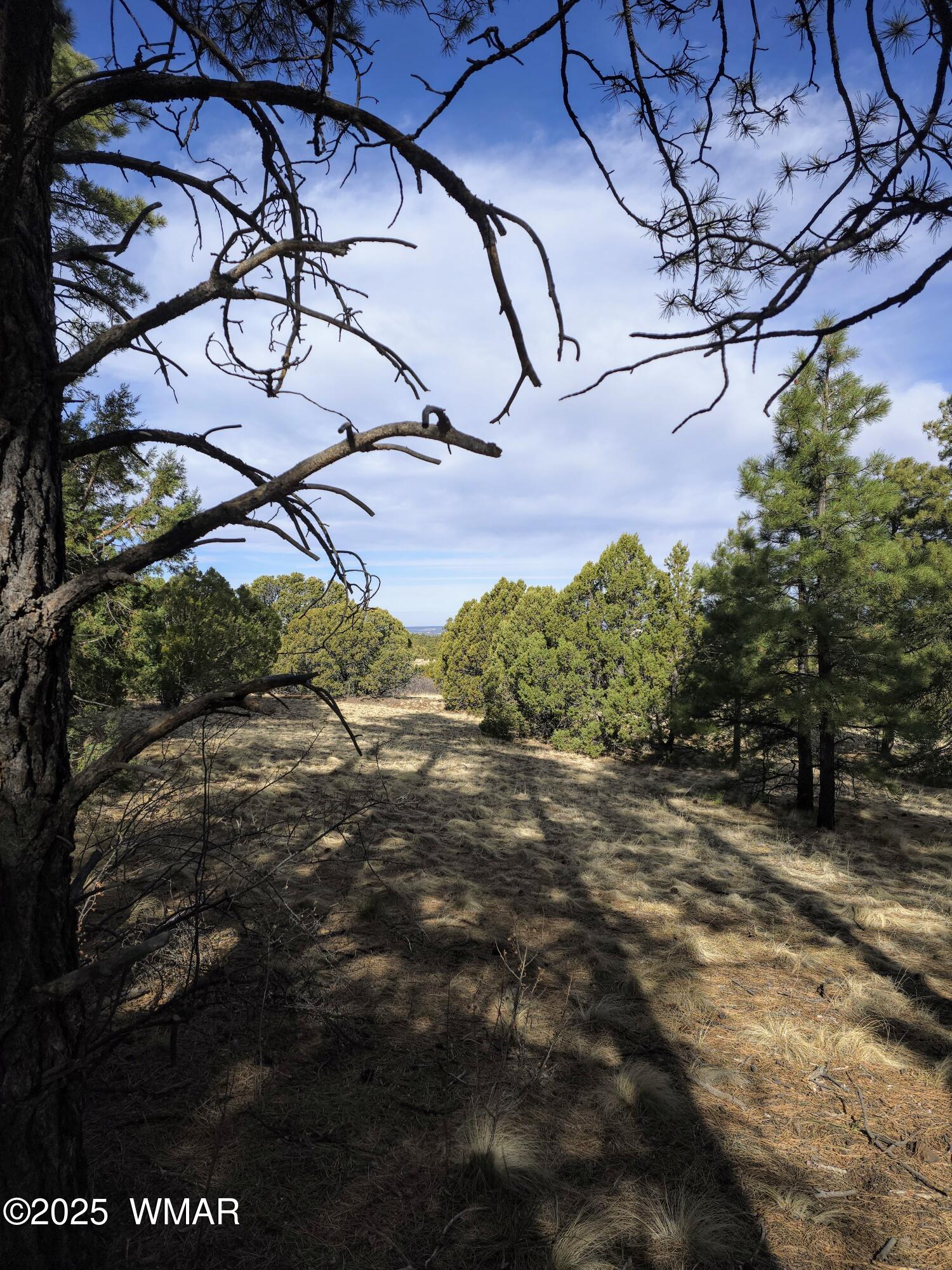 Lot 8 Red Cabin Ranch, Unit LOT8 Vernon, AZ 85940 - Photo 18 of 31 Lot 8 Red Cabin Ranch 17