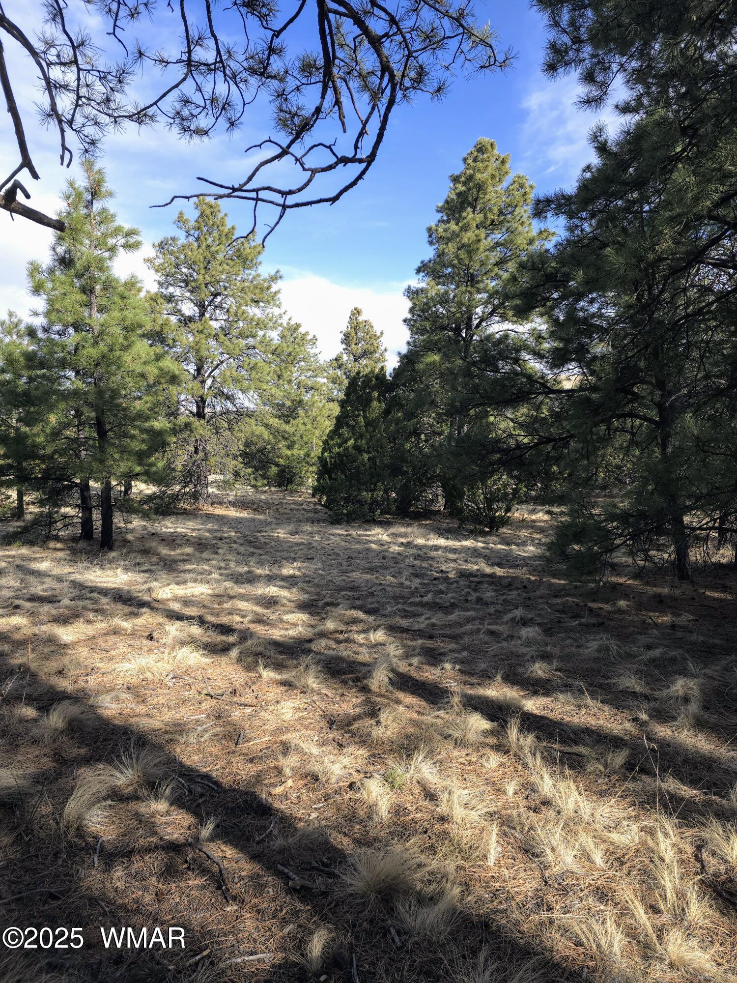 Lot 8 Red Cabin Ranch, Unit LOT8 Vernon, AZ 85940 - Photo 19 of 31 Lot 8 Red Cabin Ranch 16