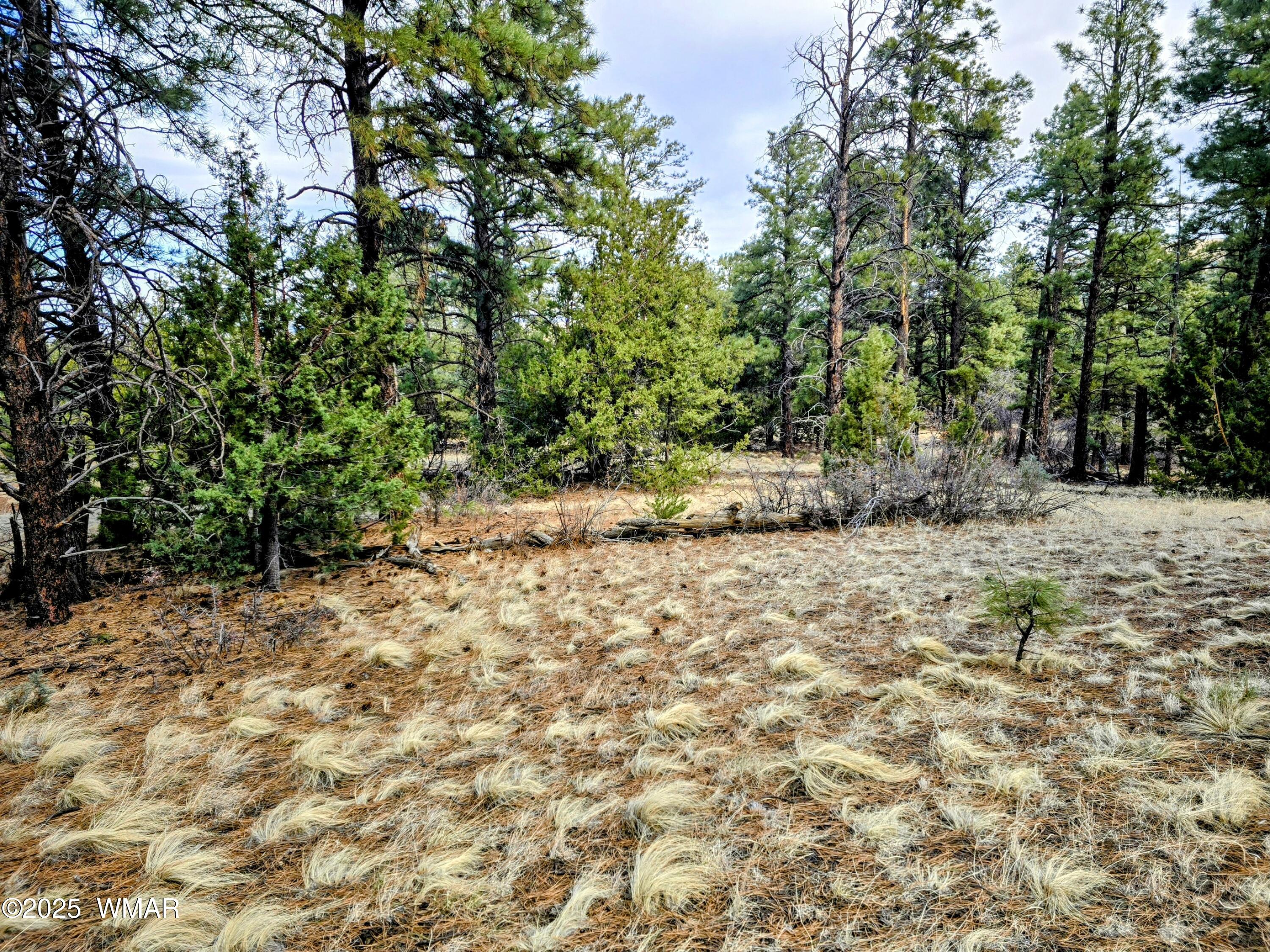 Lot 8 Red Cabin Ranch, Unit LOT8 Vernon, AZ 85940 - Photo 20 of 31 Lot 8 Red Cabin Ranch 26