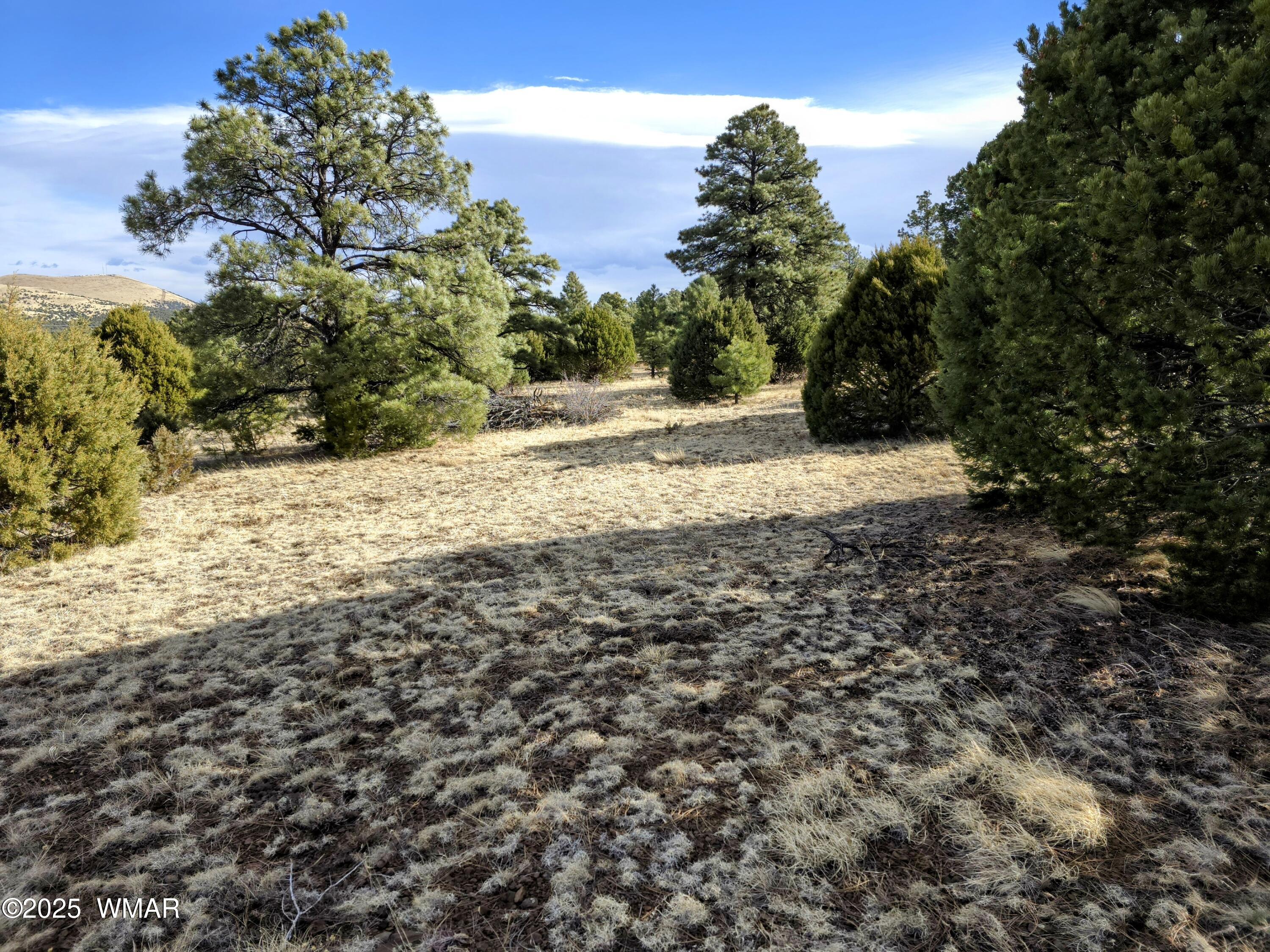 Lot 8 Red Cabin Ranch, Unit LOT8 Vernon, AZ 85940 - Photo 22 of 31 Lot 8 Red Cabin Ranch 5