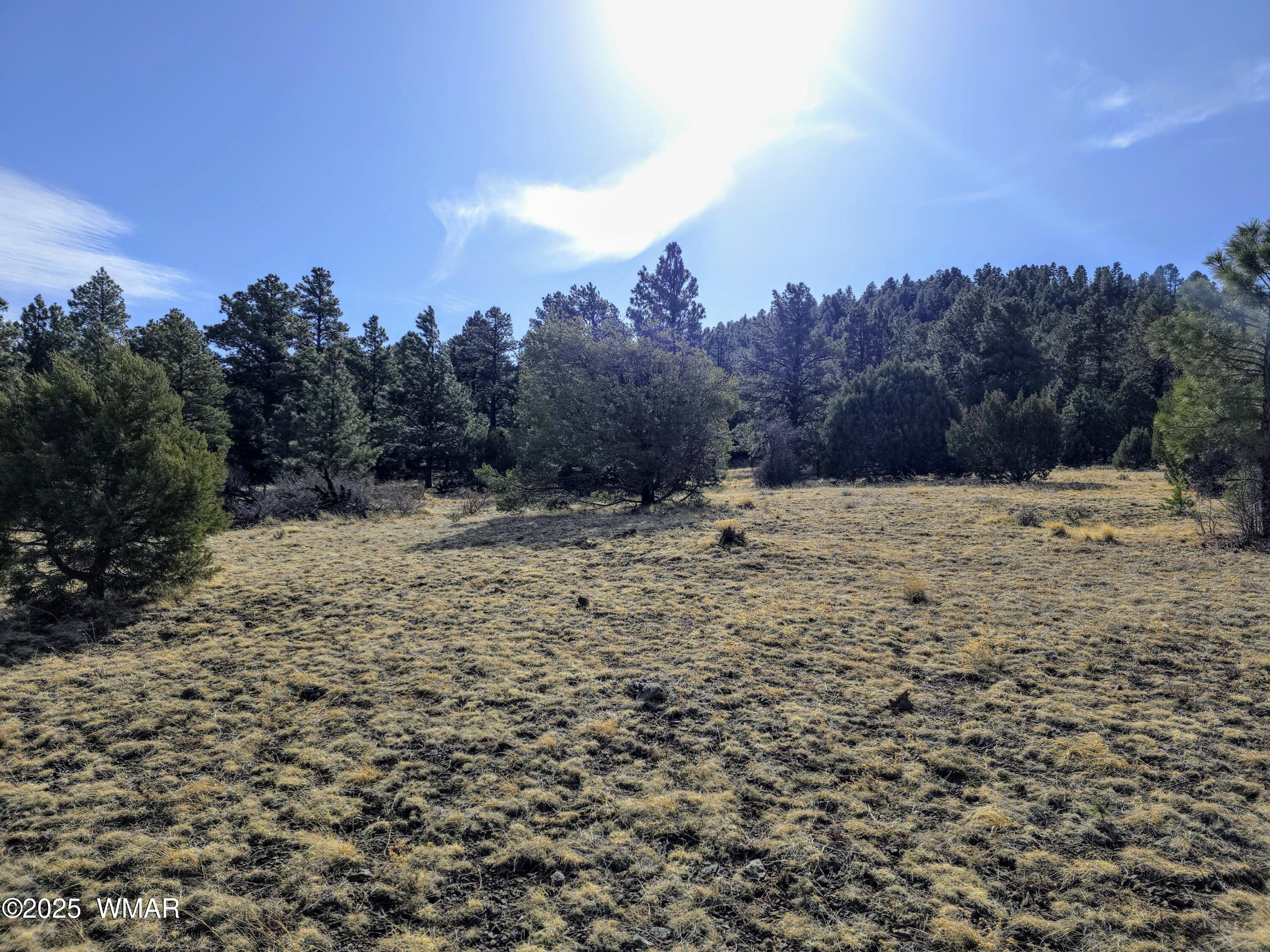 Lot 8 Red Cabin Ranch, Unit LOT8 Vernon, AZ 85940 - Photo 23 of 31 Lot 8 Red Cabin Ranch 6